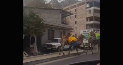 "Шелковый путь открыли?" – на улицах армянского Мегри появились верблюды
