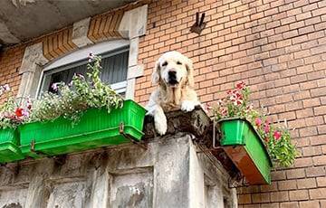 Пес на балконе в Гданьске стал популярной достопримечательностью