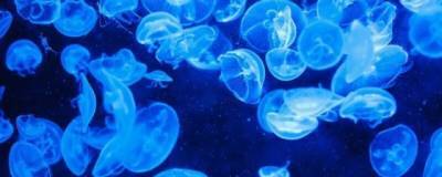 Глава Запорожской ОГА Старух призвал судиться с РФ из-за нашествия медуз в Азовском море