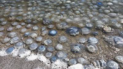 На Украине решили выставить РФ счет за нашествие медуз в Азовском море