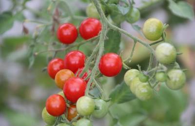 Если помидоры зеленые: как ускорить дозревание томатов? Эффективные способы