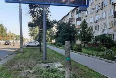 В Киеве ради рекламных билбордов спилили верхушки деревьев