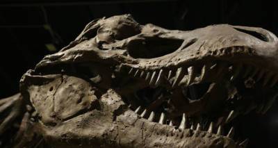 В пустыне Кызылкум палеонтологи нашли "царя динозавров"