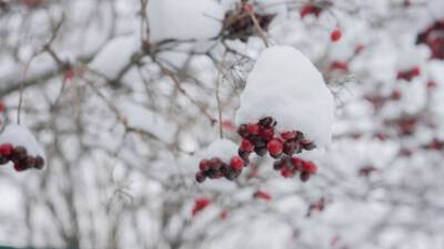 Канадец собрал новогодний шар с настоящим снегом