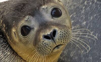 Власти просят не тревожить тюленей