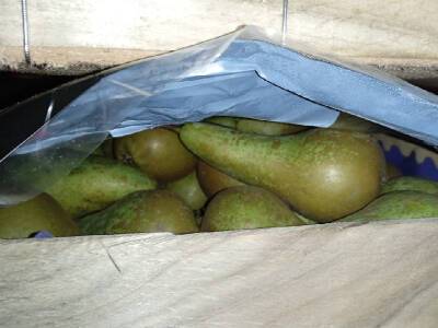 60 тонн польских груш задержали в Смоленской области в канун Нового года