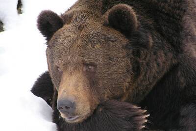 Мишки могут спать спокойно: в Нижегородской области закрыт сезон охоты на медведя