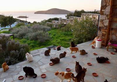 Вакансия - Идеальная вакансия: ухаживать за кошками на греческом острове - vinegret.cz - Чехия - Греция
