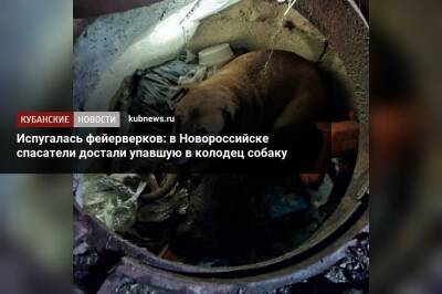 Испугалась фейерверков: в Новороссийске спасатели достали упавшую в колодец собаку
