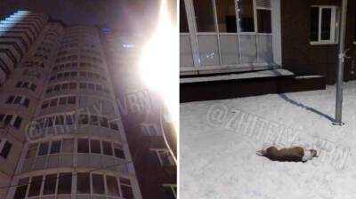 Воронежцы выбросили собаку из окна во время празднования Нового года