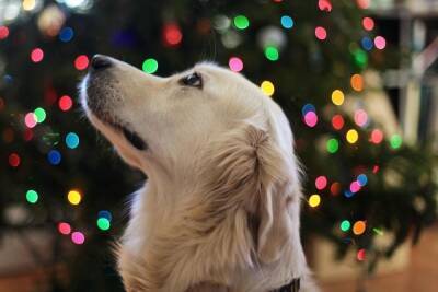 Новый год: чем веселый праздник может быть опасен для собаки