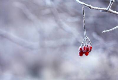 В Ленобласти 2 января синоптики обещают снег и до -18 градусов