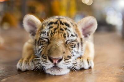 В зоопарке Лондона родился тигренок одного из самых редких видов и мира