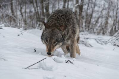 Охотники отстрелили 10 волков в клепиковских лесах Рязанской области