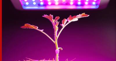 Как выбрать фитолампу для дома: больше света для растений зимой