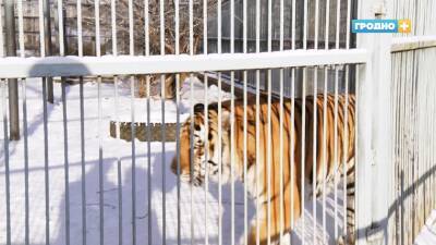 Как себя чувствует символ года в Гродненском зоопарке зимой? - grodnonews.by - Белоруссия