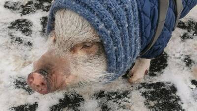 Москвичи сфотографировали гуляющую по улицам свинью в телогрейке