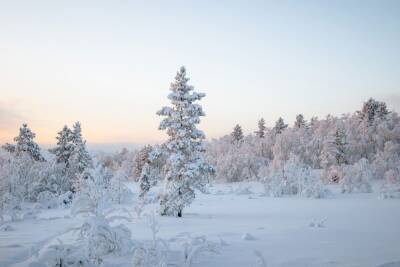 Воронеж засыплет снегом в начале первой рабочей недели нового года