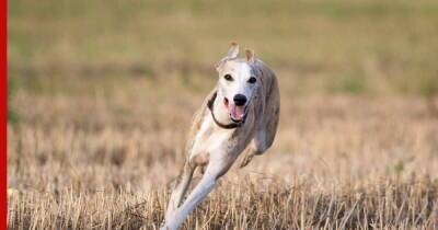 Способны развивать скорость свыше 50 км в час: 5 быстрых пород собак