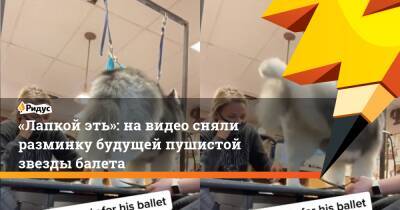 «Лапкой эть»: на видео сняли разминку будущей пушистой звезды балета
