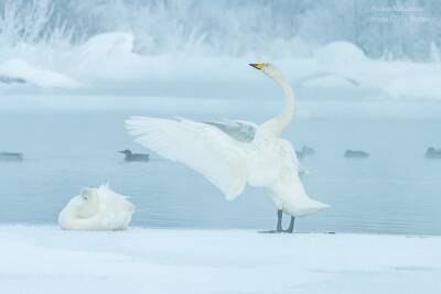 В Приозерске фотограф запечатлел прогулку краснокнижных лебедей-кликунов