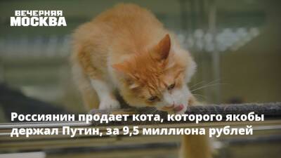 Россиянин продает кота, которого якобы держал Путин, за 9,5 миллиона рублей