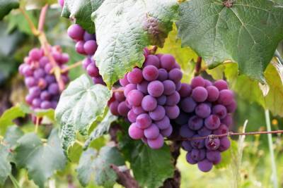 Калифорнийские ученые: виноград улучшает работу кишечника