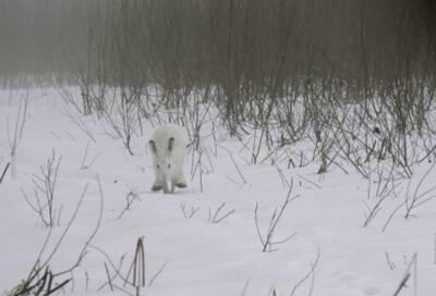В Нижне-Свирском заповеднике рассказали, как определить следы зайца на снегу