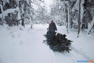 13 новогодних елок незаконно срубили на Сахалине