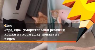 «Ура, еда»: уморительная реакция кошки на кормушку попала на видео