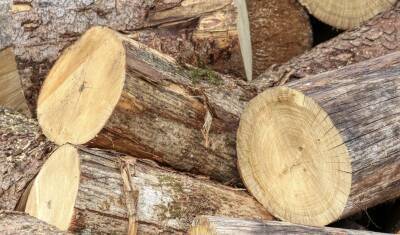 Правительство Приморского края рассказало о незаконной древесине