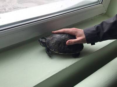 Сотрудники мусоросортировки в Екатеринбурге нашли в отходах живую черепаху