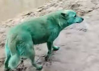 Зеленые собаки заполонили улицы Волгограда