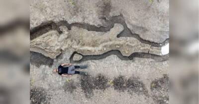 У Британії знайдено найбільший скелет іхтіозавра