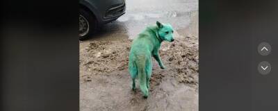 Стая зеленых собак появилась в Волгограде