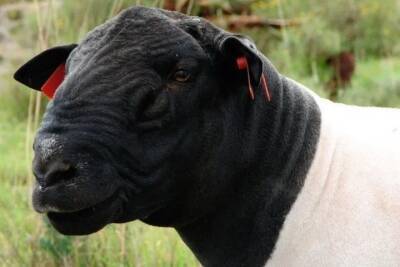 В северном районе Астраханской области начали разводить бесшерстных овец