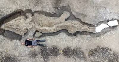 Чудовище длиной 10 метров. Ученые обнаружили полный скелет древнего ихтиозавра (фото)