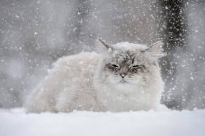 Обильный снегопад не отступает от Серпухова