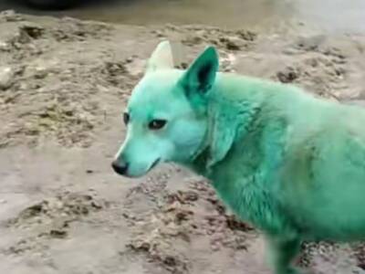 По Волгограду бегают зеленые собаки, ставшие звездами TikTok