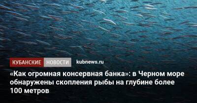 «Как огромная консервная банка»: в Черном море обнаружены скопления рыбы на глубине более 100 метров - kubnews.ru - Россия - Черное Море