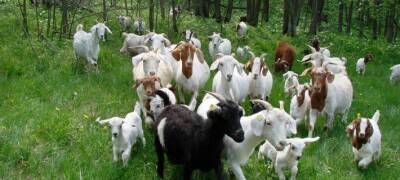В Азербайджане началась продажа коз из Испании