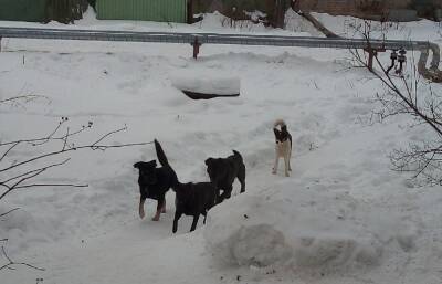 Жители Конаково Тверской области напуганы стаей бродячих собак