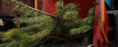 Экоакция «Подари вторую жизнь своей елке!» стартует 15 января в Подмосковье