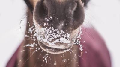 Лошадь провалилась под лёд на воронежском водохранилище