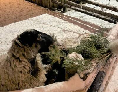 Животных Ульяновского зоопарка накормят новогодними ёлками