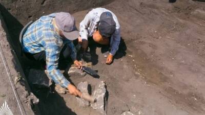 Археологи Манчестерского университета нашли окаменелость гигантского ихтиозавра