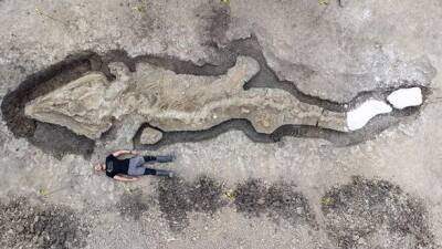 В Великобритании нашли 10-метровый скелет "морского дракона"