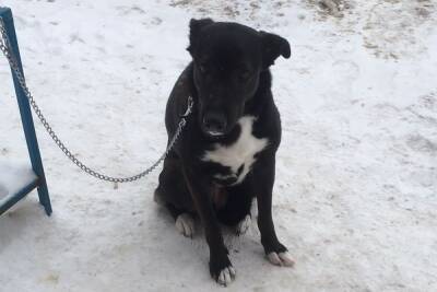 В Тверской области мужчина привязал собаку к забору на морозе и уехал