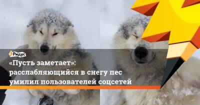 «Пусть заметает»: расслабляющийся в снегу пес умилил пользователей соцсетей
