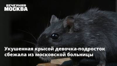 Укушенная крысой девочка-подросток сбежала из московской больницы